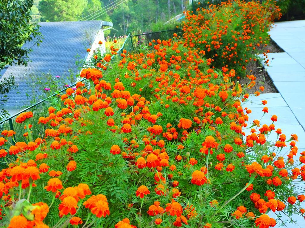 Hostie Sharanam - 2Bhk Pvt Mountain Villa, Majkhali Ranikhet Dış mekan fotoğraf